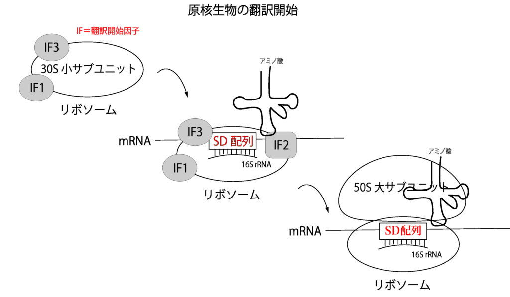 【解決】タンパク質合成はどのようにして行われているのか？【翻訳の仕組み】